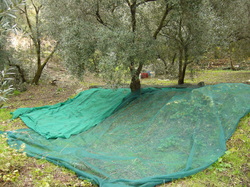 raccolta delle olive - teli