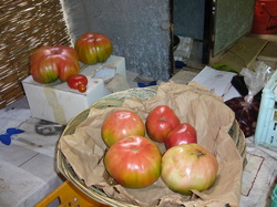 pomodori di ogni misura